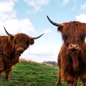 S2 Highland cows